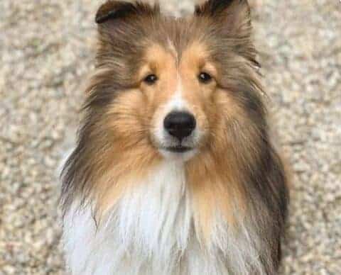 image for the contact form